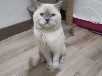 British Blue Point Erkek 1.5 Yaşında