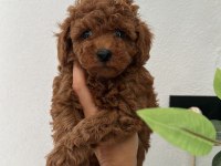 Show kalite Kore toy poodle