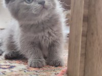 Biri balmı dedi british shorthair