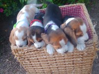 Elizabeth Beagle yavrular
