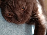 Cana yakın sevecen british longhair