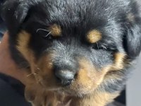 Orjinal Macar Rottweiler
