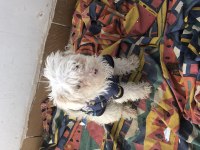 Çok acil çok uygun maltipoo