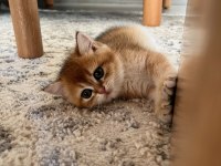 British Shorthair Golden