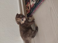 Yavru scottish fold sahiplendirme
