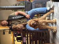Dev poodle yavrularımız
