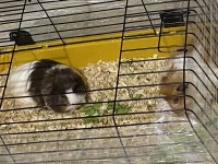 2 Guinea pigs for adoption