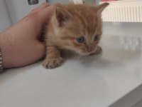 1 aylık minicik bebiş kediler tamamen ücretsiz