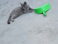 Eğitimli british shorthair