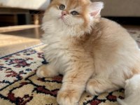 Show Kalite Soyu Belli British Longhair Golden