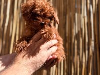Irkının en iyi olan Poodle bebekler