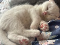 Ev ortamında büyümüş scottish fold yavrular