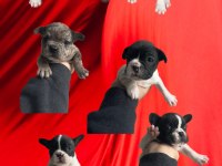 French bulldog yavru köpeklerimiz