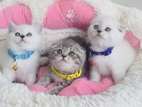 A kalite kedi isteyenlere buraya !