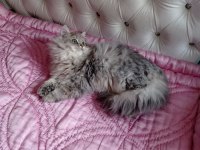 British Longhair Kartpostal Sanacaksınız