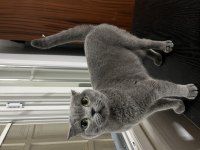 Scottish Fold Kedimiz