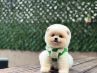Yavru Pomeranian Boolarımız