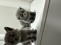 British shorthair yavrularımız