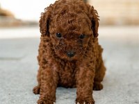 Teacup Poodle Yavrular