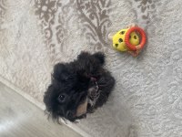 Maltipoo Kızım Lina (Ücretsiz Kedi Maması Karşılığında)
