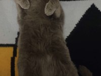 British shorthair dişi