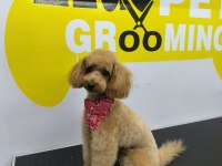 Toy Poodle Yavrularımız Ömürlük Aileleri Bekliyor