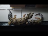 Geckolarımızı sahiplendirmek