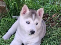 Husky Sibirya Kurdu
