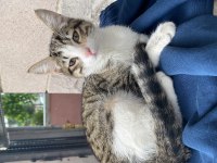 2 AYLIK TEKİR KEDİMİZ