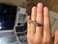 Üst kalite crested gecko yavruları