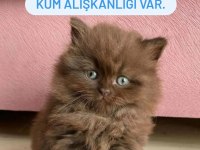 British Longhair Chocolate 2 Aylık