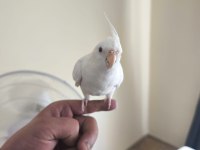 Sevgi pıtırcığı sultan papağanı