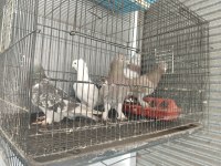 TAKLACI GÜVERCİNLER