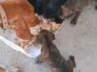 Yavrular kırma değil orijinal fiyat 12.000