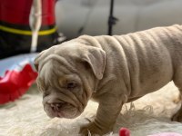 Türkiye deki en özel İngiliz bulldog yavrularımız