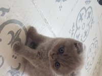 Muhteşem güzellikte scottish fold yavrularımız