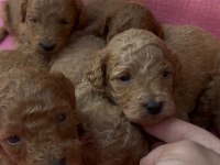 Ev Üretimi Safkan Toy Poodle Bebekler
