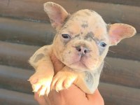 French Bulldog Köpeği