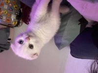 Safkan Erkek Ankara Kedisi