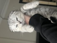 Yavru Scottish Fold