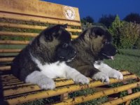 Efsane Amerikan Akita yavrular