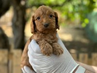 Maltipoo Yavrularımızı Canlı Görerek Alabilirsiniz
