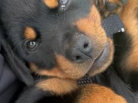 Son 1 dişi 1 erkek rottweiler kapıda ödeme mevcuttur