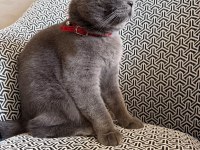 2 yaşında kısır scottish fold dişi