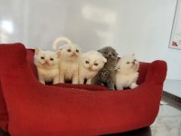 ANNE ALTINDAN VETERİNER HEKİM KONTROLLÜ KEDİLER