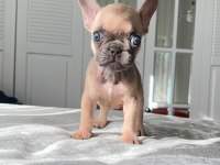 Mavi gözlü french bulldog yavrularım