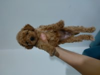 Dişi poodle yavrular kore babadan