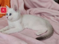 Şafkan British Shorthair