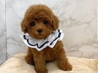 Minik Poodle Bebek