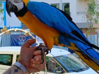 FULL EVCİL SARI LACİVERT MACAW PAPAĞANIMIZ GELMİŞTİR